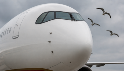 bird-strike